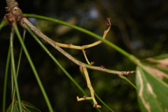 Scaphium scaphigerum