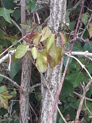 Hedera helix