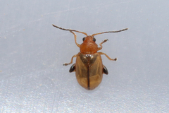 Aphthona lutescens