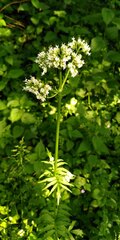 Valeriana officinalis