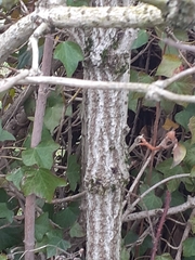 Hedera helix