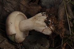 Clitocybe nebularis