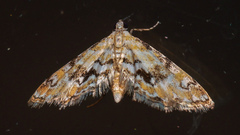 Parapoynx sinuosa
