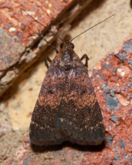 Hydrillodes funestalis