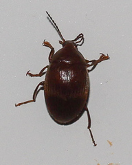 Alleculina