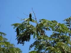 Parapiptadenia rigida