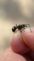 Polyrhachis