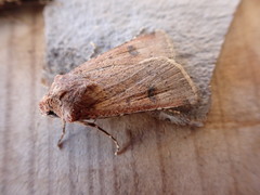 Cerastis faceta