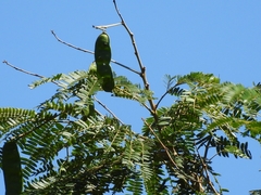 Parapiptadenia rigida