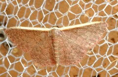 Idaea costaria