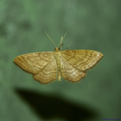 Idaea ochrata