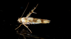 Stathmopoda tritophaea