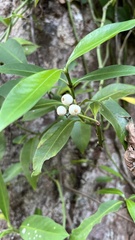Psychotria serpens