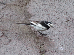 Motacilla alba lugens