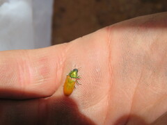 Castiarina subtincta