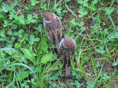 Passer montanus