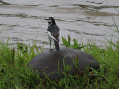 Motacilla alba lugens
