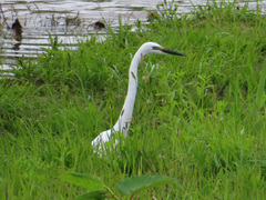 Ardea alba modesta