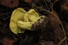 Tricholoma frondosae