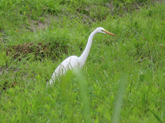 Ardea alba modesta