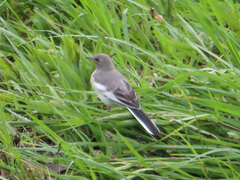 Motacilla alba