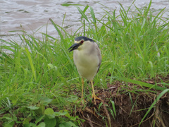 Nycticorax nycticorax