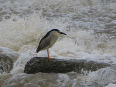 Nycticorax nycticorax