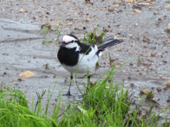 Motacilla alba lugens