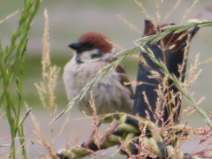 Passer montanus