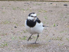 Motacilla alba lugens