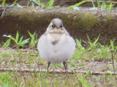 Motacilla alba