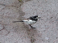 Motacilla alba lugens