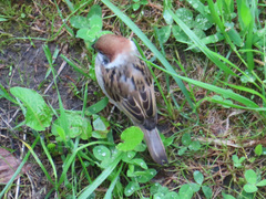 Passer montanus