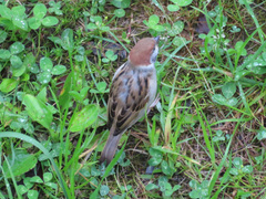 Passer montanus