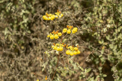 Calceolaria polifolia