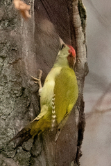 Picus canus × viridis