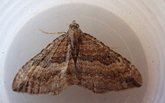 Catarhoe basochesiata