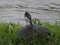 Motacilla alba lugens
