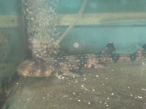 White-spotted bamboo shark (Chiloscyllium plagiosum) — Hemiscylliidae — 2