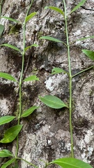 Psychotria serpens