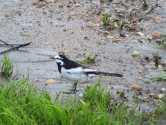 Motacilla alba lugens