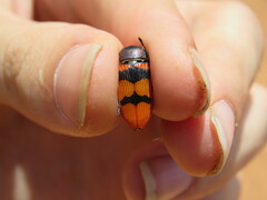 Castiarina alexandri