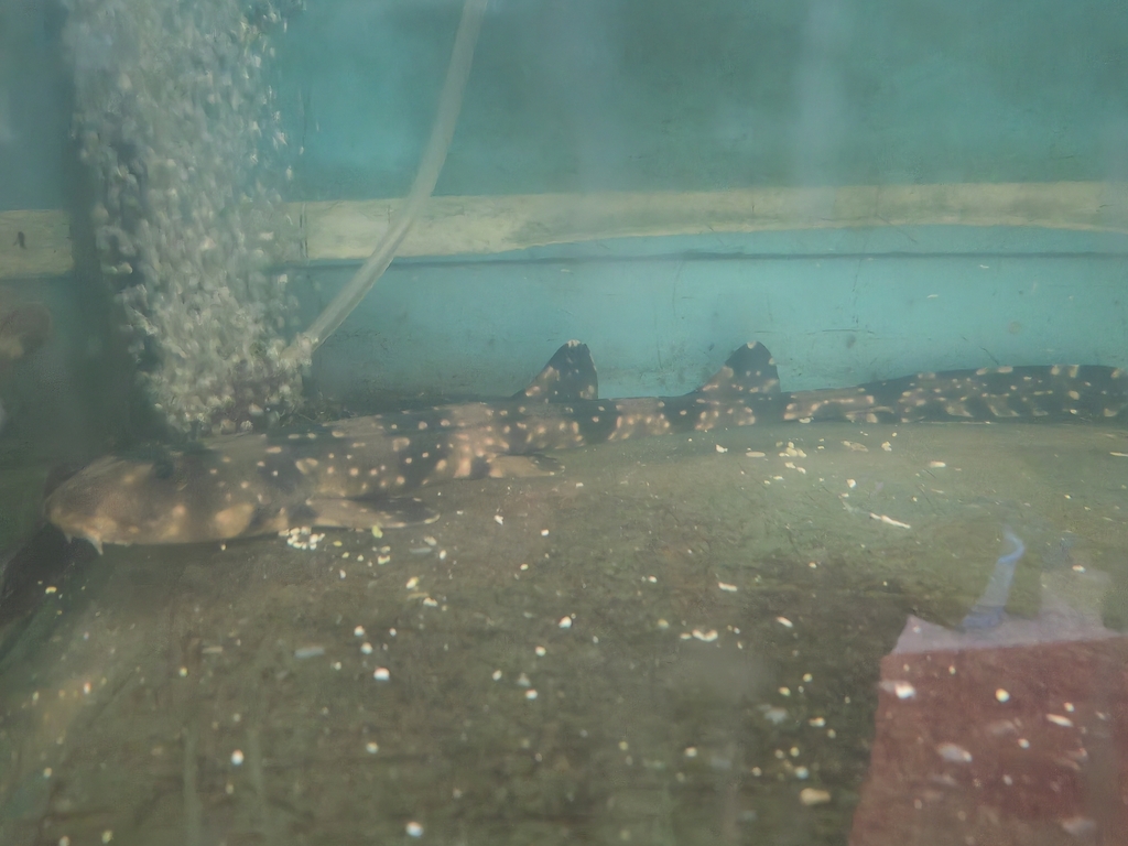 White-spotted bamboo shark (Chiloscyllium plagiosum) — Hemiscylliidae