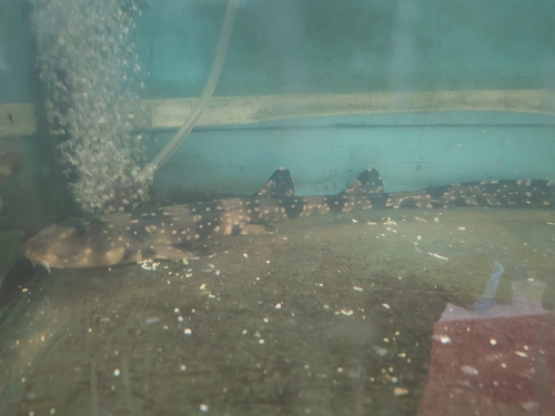 White-spotted bamboo shark (Chiloscyllium plagiosum) — Hemiscylliidae