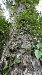 Psychotria serpens