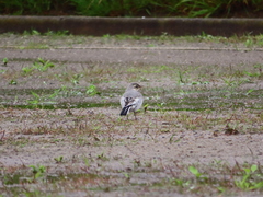 Motacilla alba