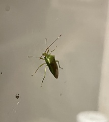 Amblypelta nitida