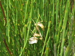 Notomantis chlorophana