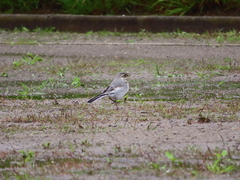 Motacilla alba