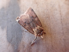 Cerastis faceta